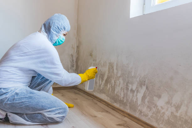 Licensed Mold Remediation service in Dania, FL - WQB Mold Removal